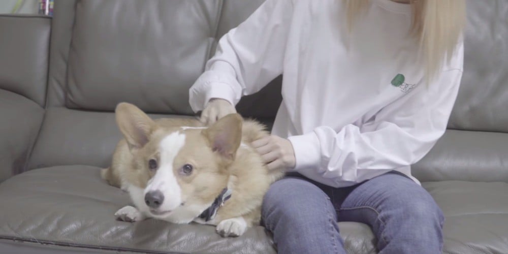 Mamamoo S Moon Byul Pet Dog Speaks His Mind In Selfish Teaser Allkpop