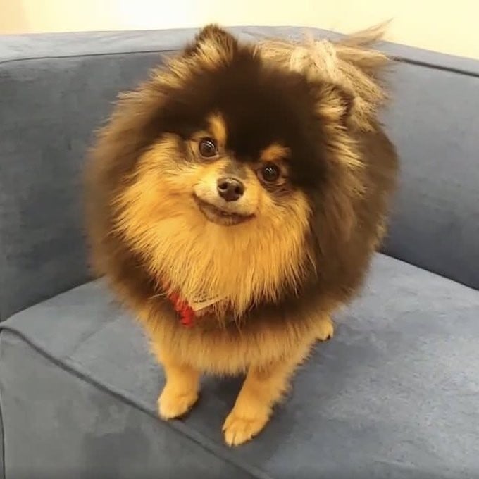 famous dog pomeranian