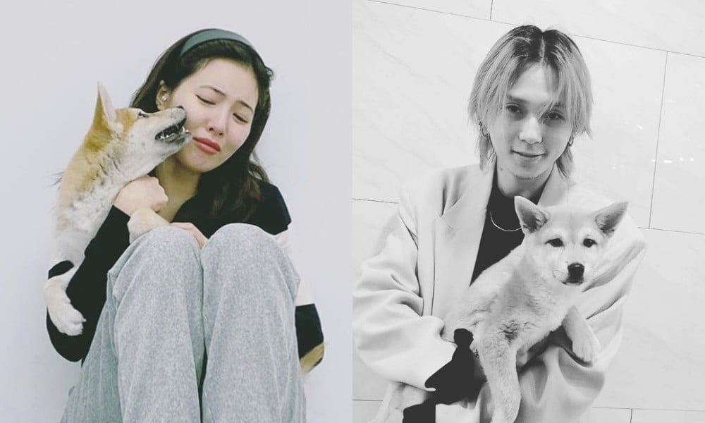 Hyuna And Dawn Announce They Have Adopted A Rescue Dog Together Allkpop