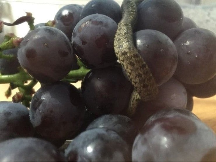 Пост про опасную находку в винограде стал вирусным