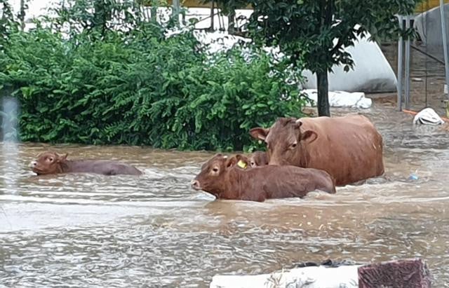 Домашний скот борется за свою жизнь из-за проливных дождей в Корее