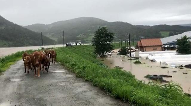 Домашний скот борется за свою жизнь из-за проливных дождей в Корее