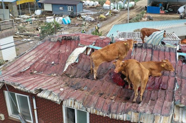 Домашний скот борется за свою жизнь из-за проливных дождей в Корее