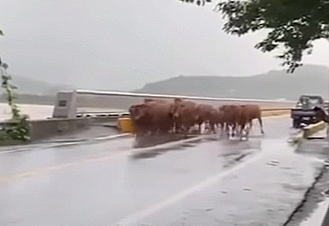 Домашний скот борется за свою жизнь из-за проливных дождей в Корее