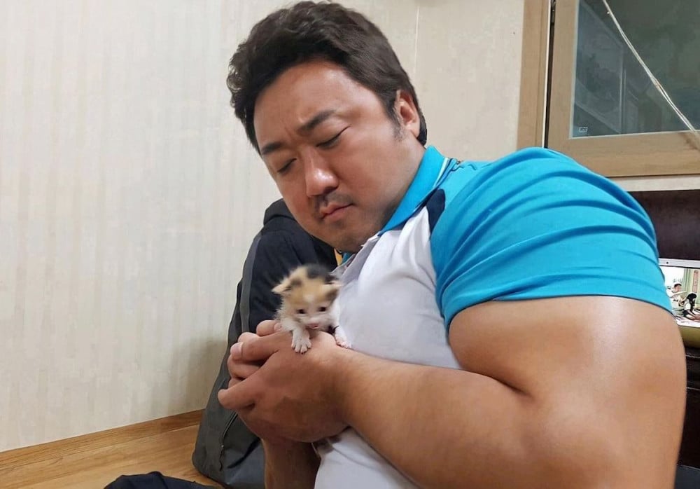Фото Ма Дон Сока с котенком рассмешило нетизенов