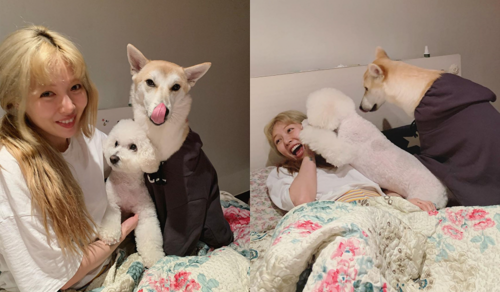 ХёнА и Dawn уютно провели время со своими собаками