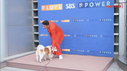 Собака Сон Хуна впечатлила всех своим профессионализмом перед камерами