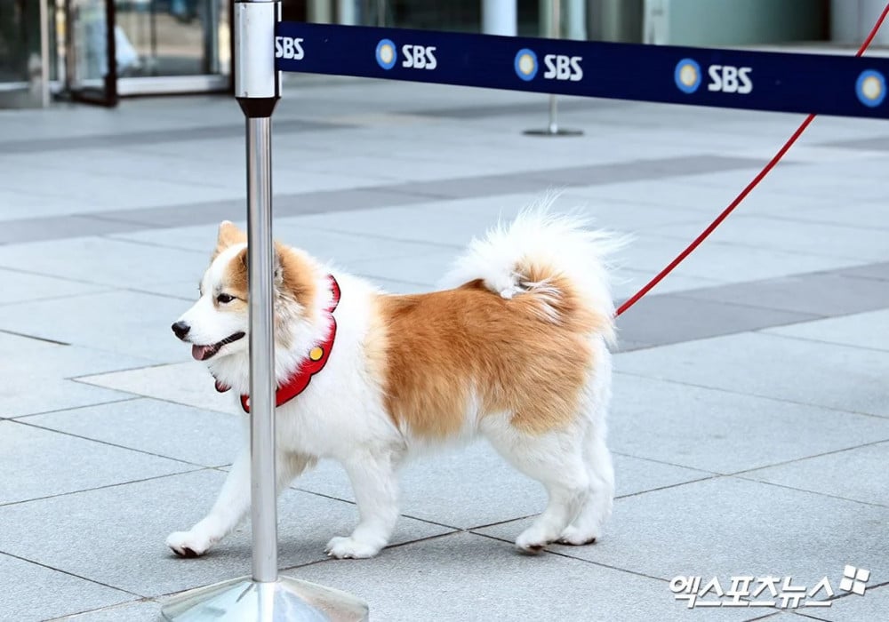 Собака Сон Хуна впечатлила всех своим профессионализмом перед камерами