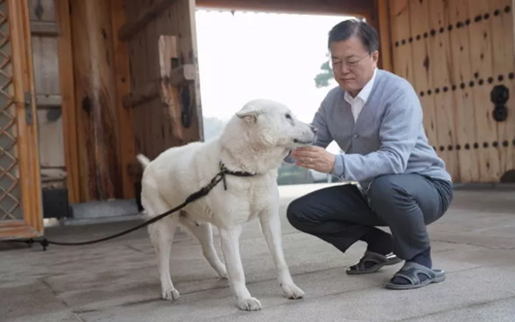 The fate of the dogs gifted to President Moon Jae In by North Korean