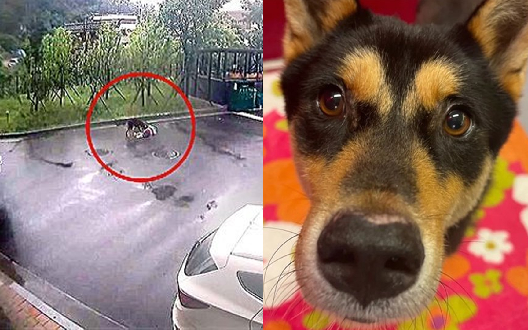 The dog that attacked an 8yearold boy is saved from euthanization and taken into custody by an