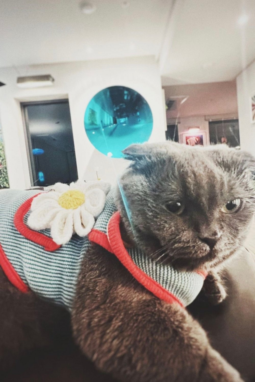 Кошка G-Dragon «Принцесса Зоа» радует поклонников в социальных сетях