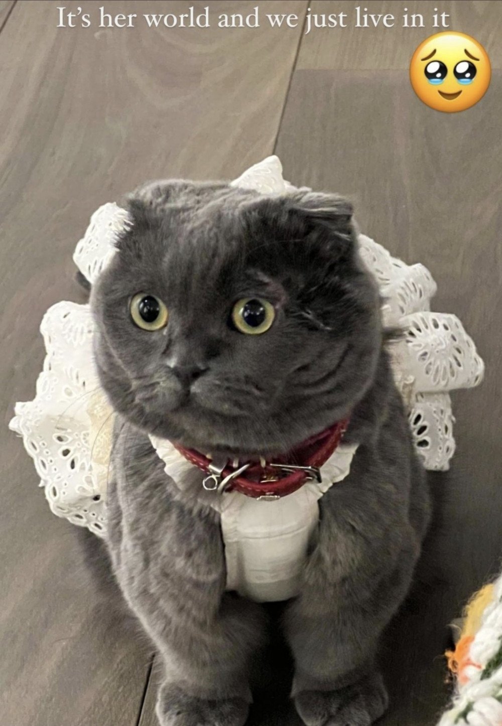 G Dragon S Cat Princess Zoa Kwon Delights Fans On Social Media Allkpop G Dragon S Cat Princess Zoa Kwon Delights Fans On Social Media Allkpop