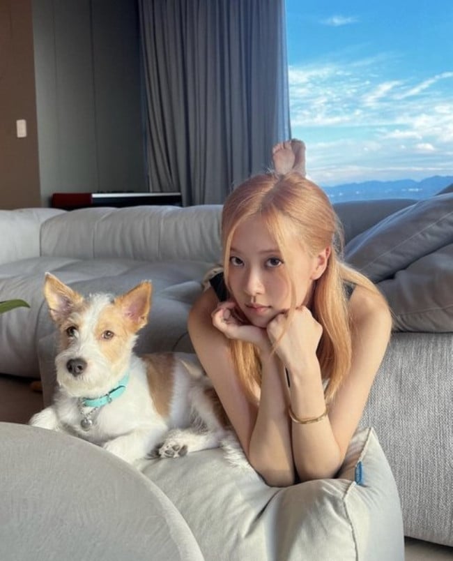 Собака Розэ из BLACKPINK получила особенный подарок на Чусок от бренда Tiffany