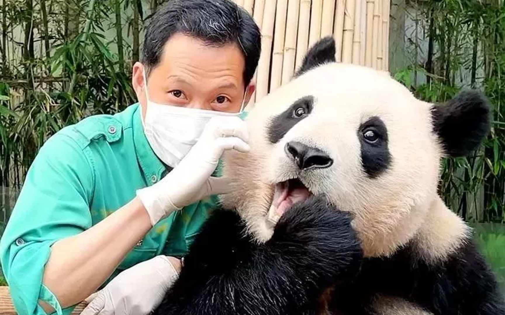 Chinese Netizens Want Korea's First Natural Born Panda, Fu Bao, to ...