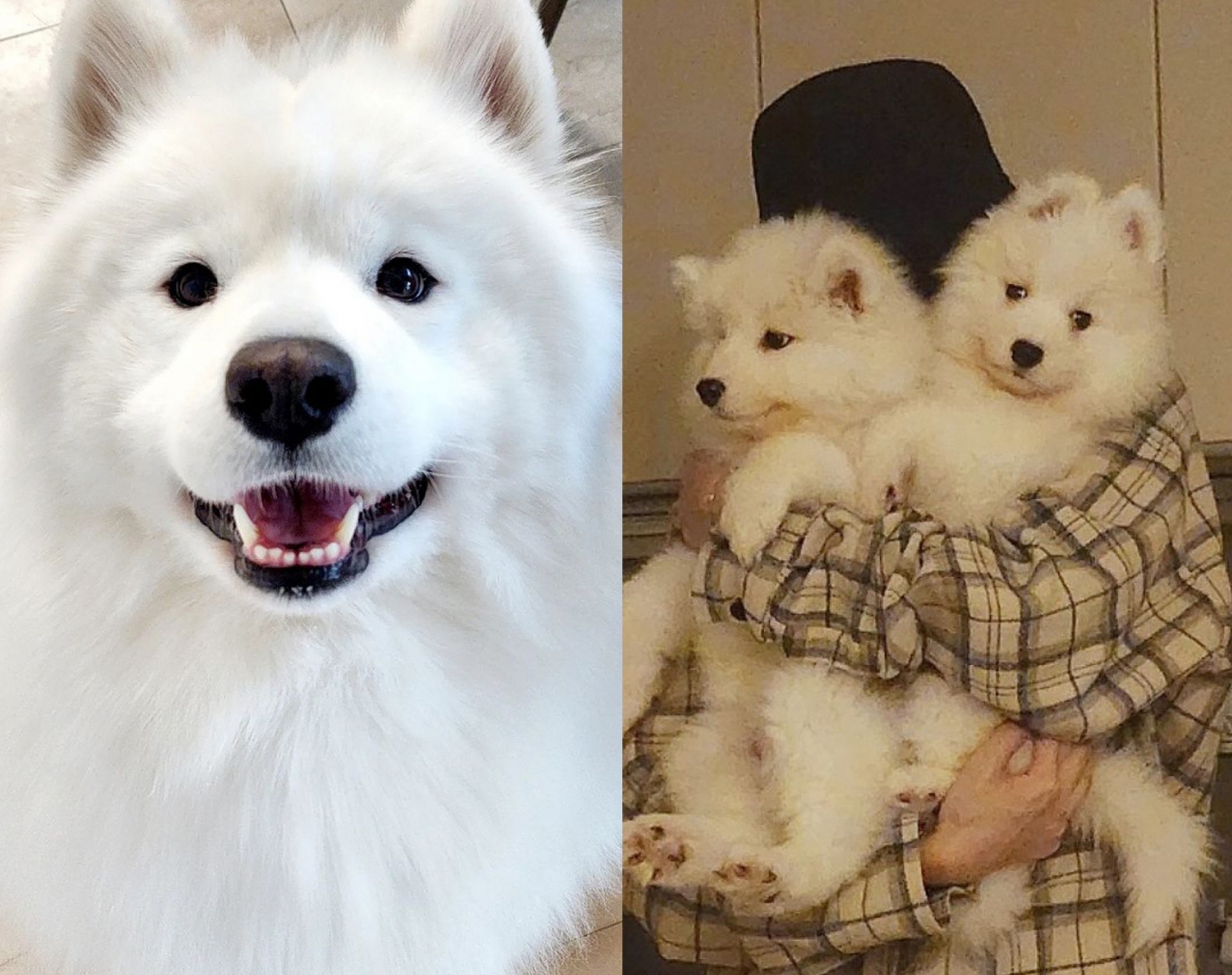 Bioethical Concerns arise amidst controversy surrounding a Korean ...