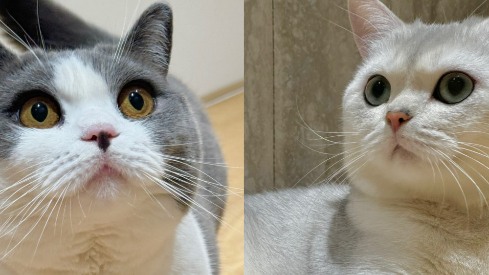 Taemin's Cats Kkoong and Daeng