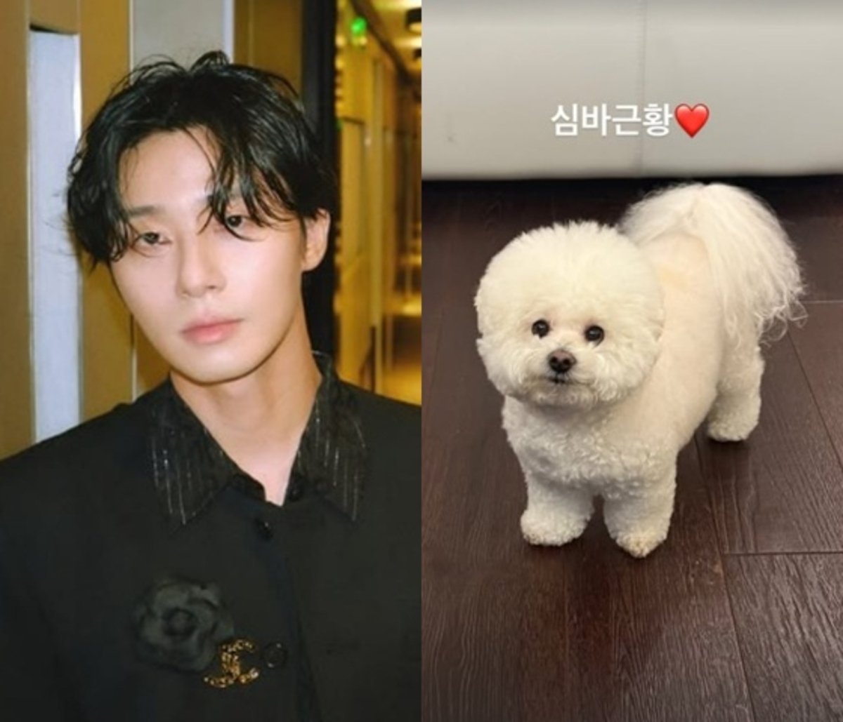 Park Seo Joon Membatalkan Kim Soo Hyun Feud Rumor dengan Pembaruan Anjing yang Menyamakan Park Seo Joon Membatalkan Kim Soo Hyun Feud Rumor dengan Pembaruan Anjing yang Menyamakan