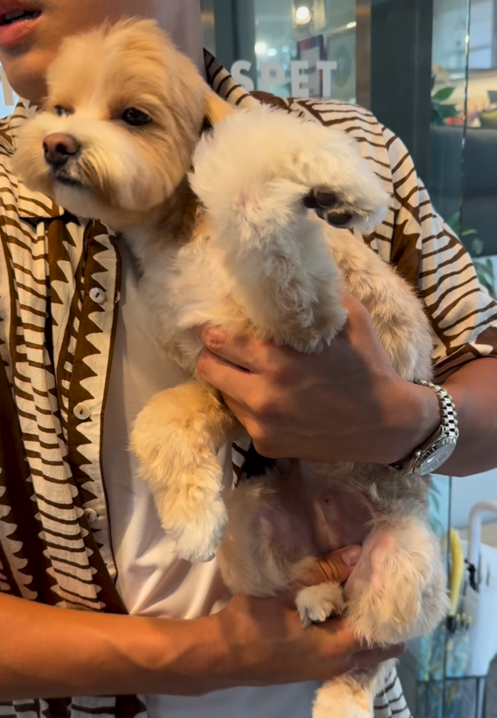 Han Ye Seul's dog in distress
