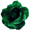 green_bird