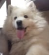 samoyeds7